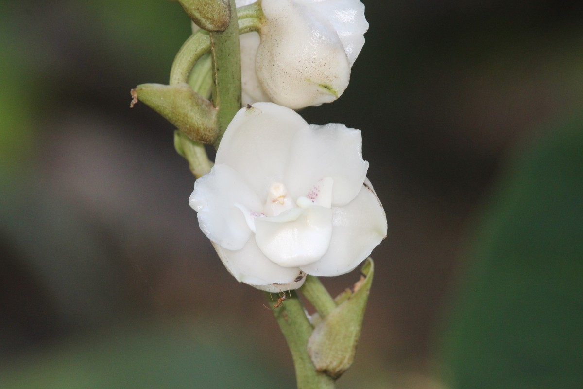 Peristeria elata Hook.